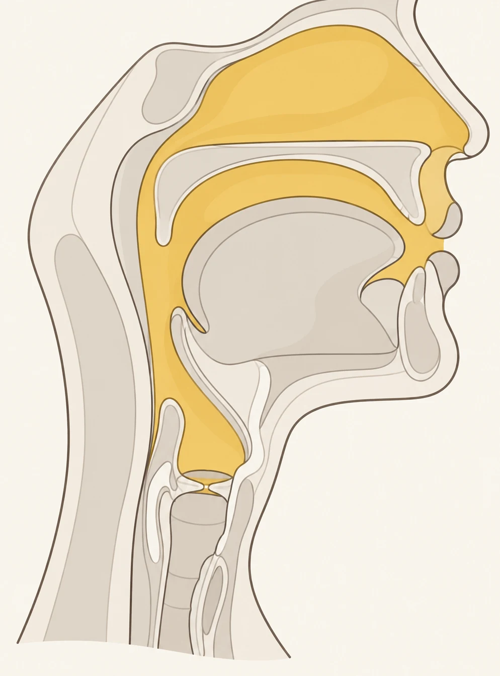 Kopf und Hals im Seitenschnitt. Gold markiert ist der Luftweg von den Stimmlippen durch Rachen, Mundraum und Nasenraum.